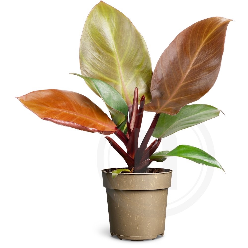 Philodendron Prince of Orange