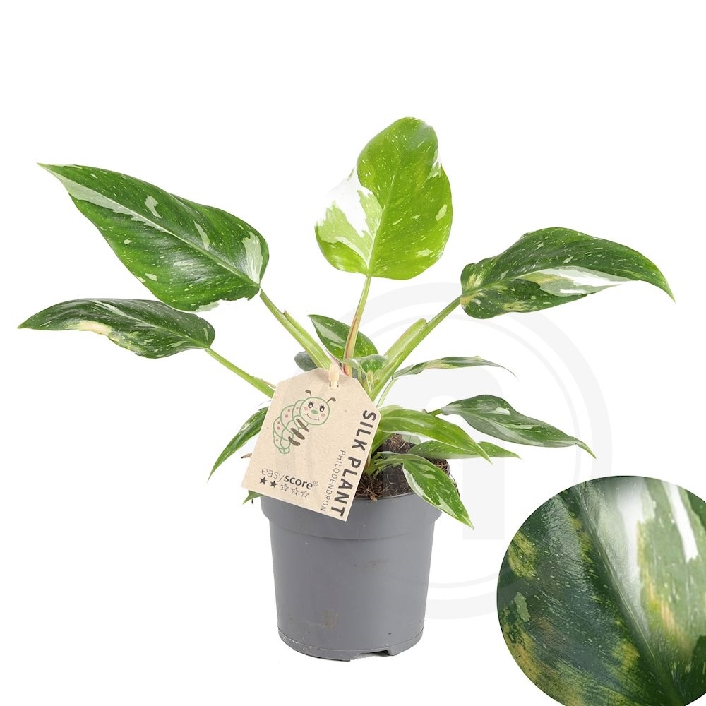 Philodendron White Knight