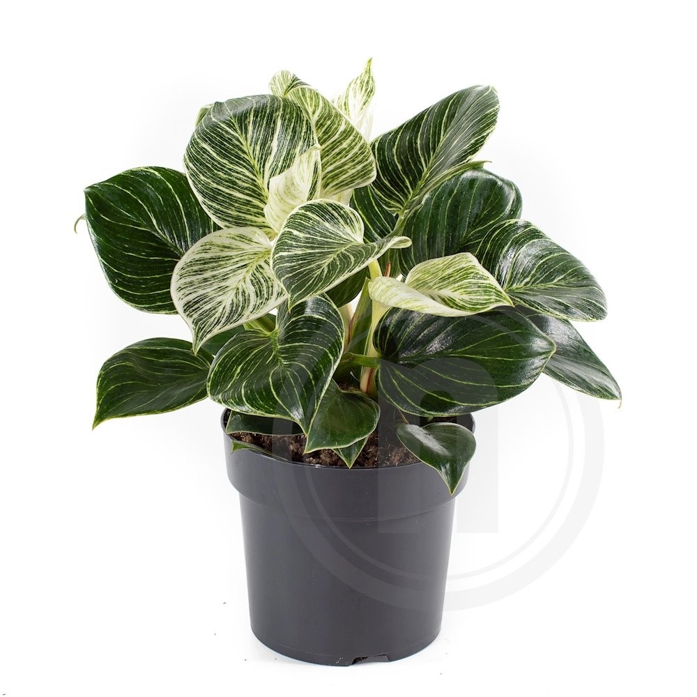 Philodendron White Measure
