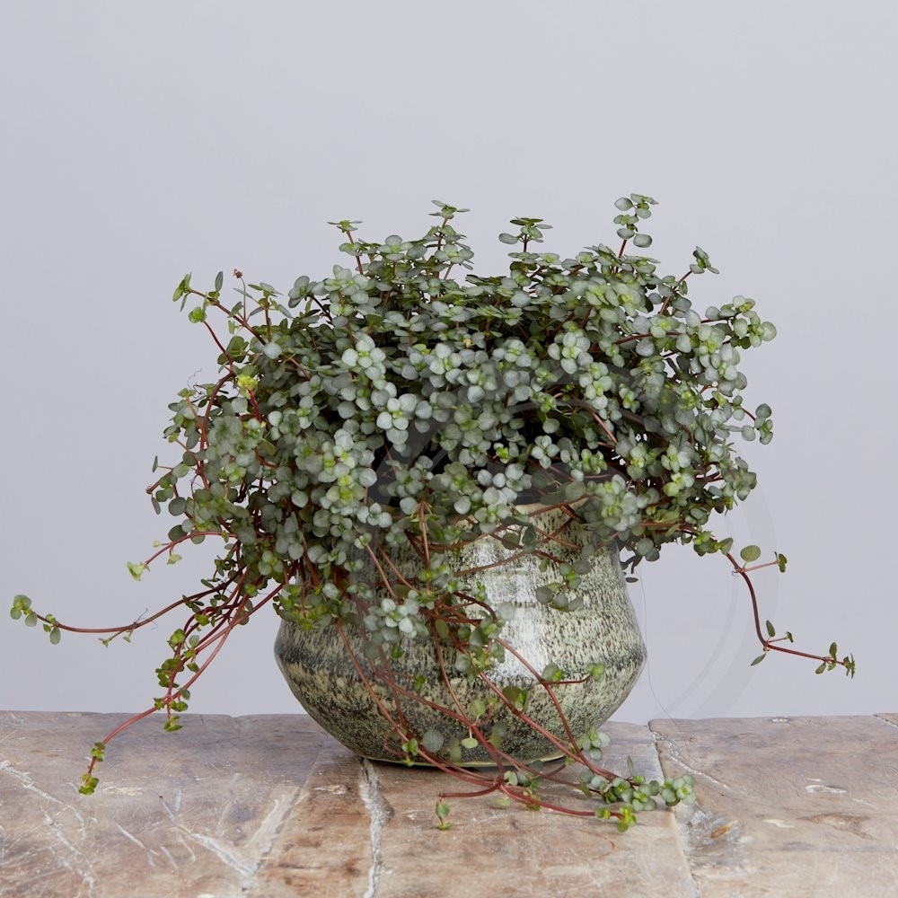 Pilea greyzy Plante Ø10,5 cm