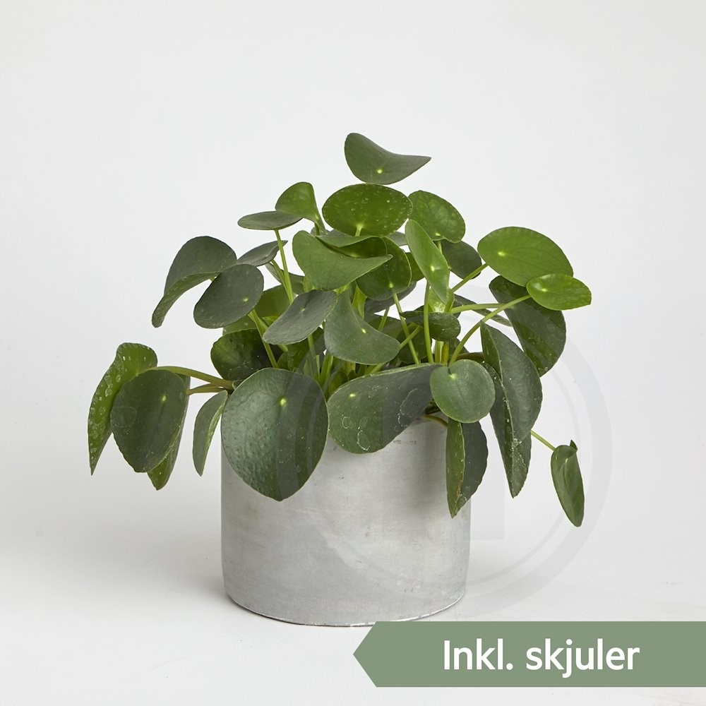 Pilea Peperomioides Ø 13 cm