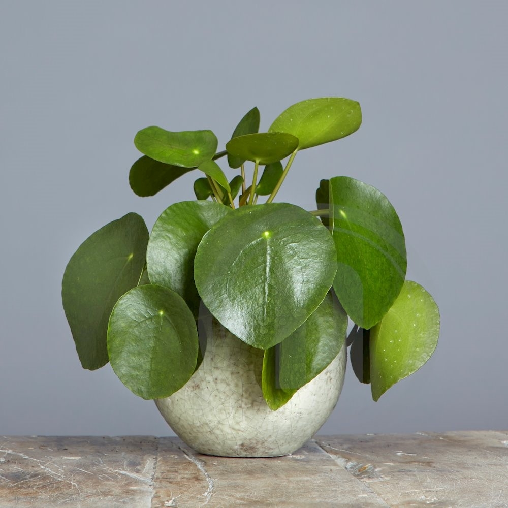 Pilea Peperomioides Pengeplante 1 stk