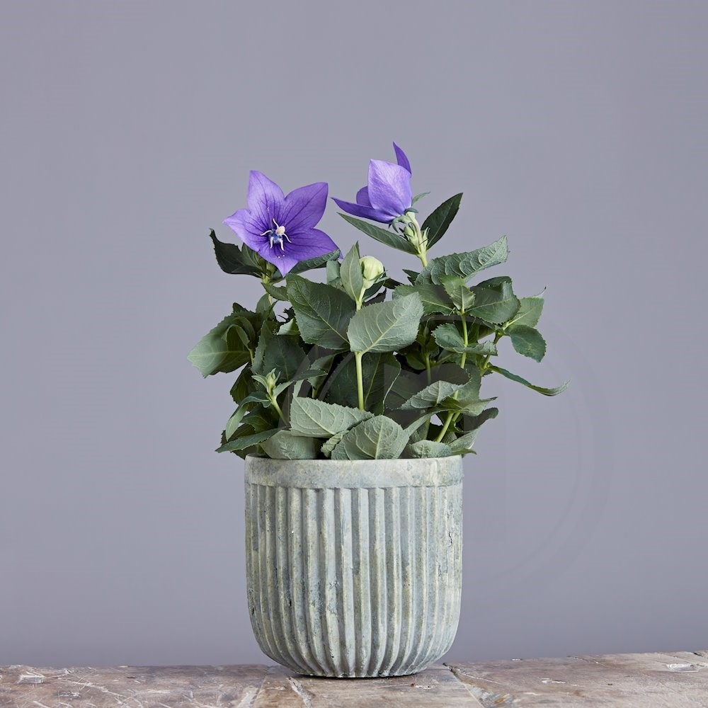 Platycodon blå Ø11 cm