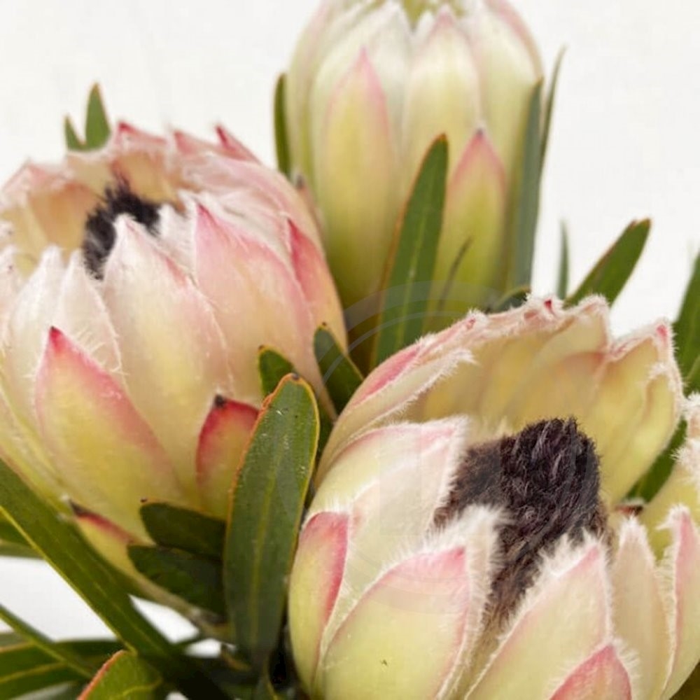 Protea White Night 3 stilke ca. 50 cm
