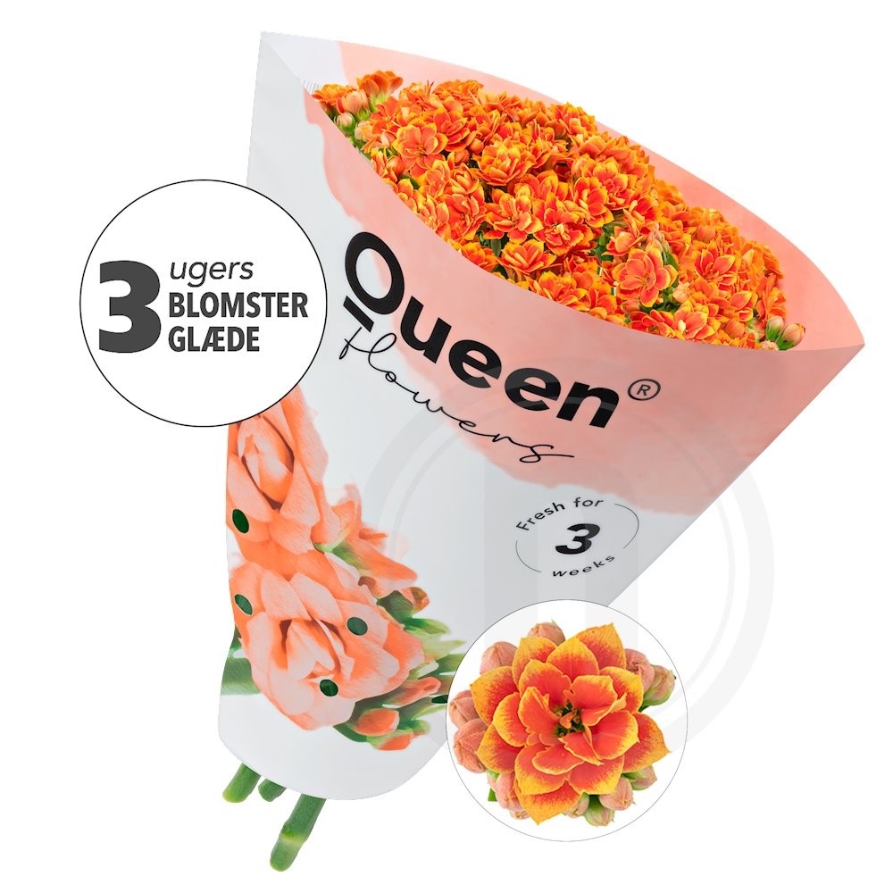 Queen Flaming Orange 5 stilke