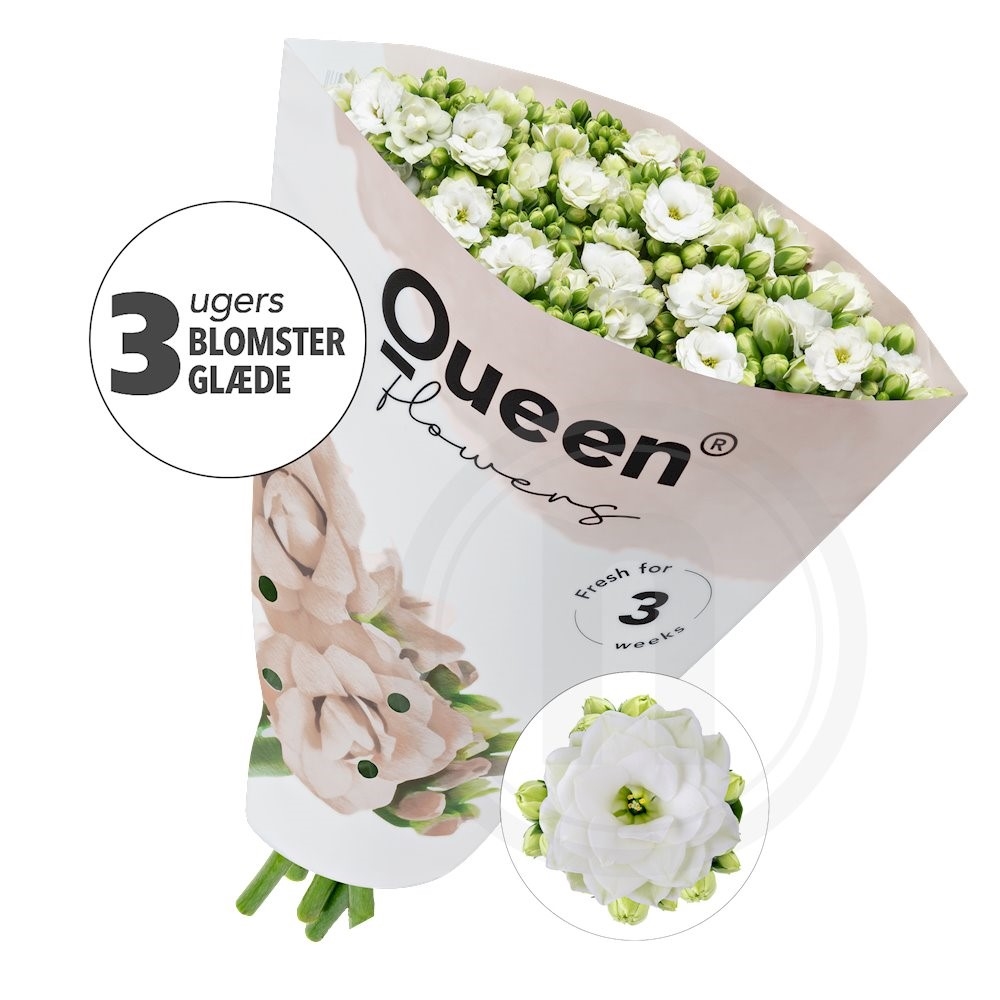 Queen Roser Hvid 5 stilke pr. Bundtning