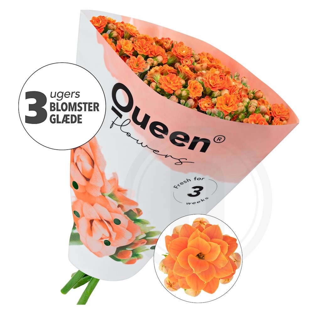 Queen Orange roser 5 stilke 1 bdt.