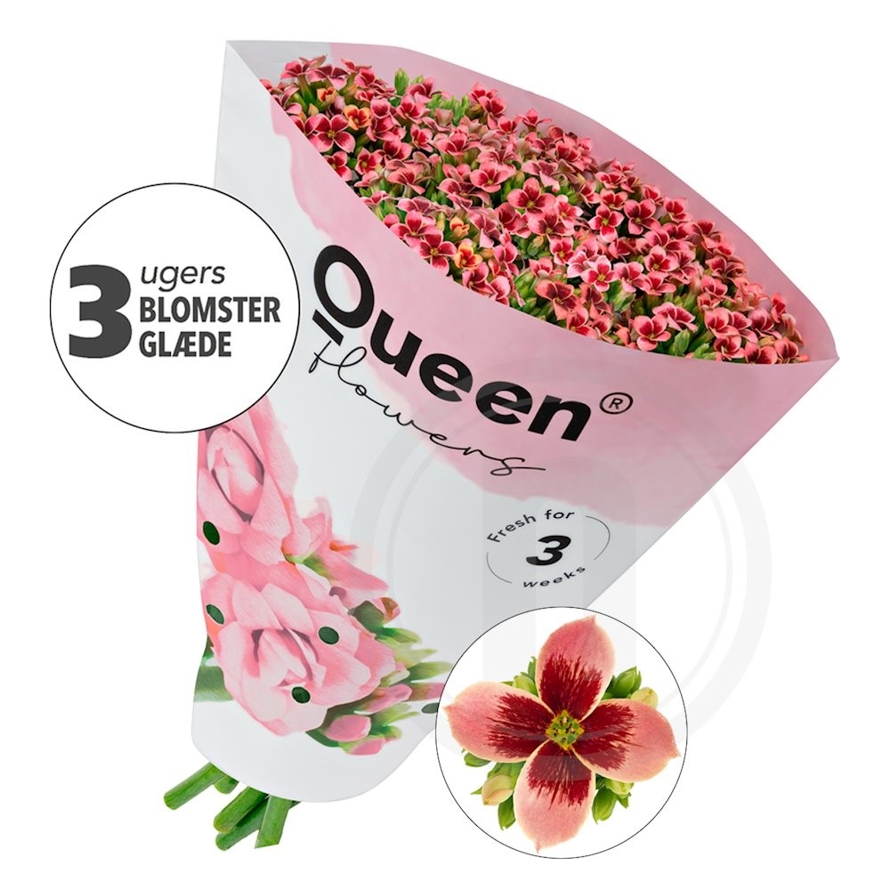 Queen® Paradise 5 stilke