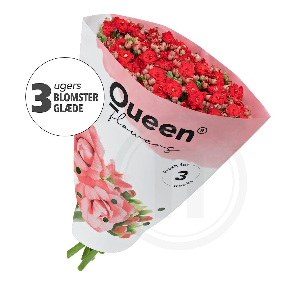 Queen Røde roser 5 stilke 1 bdt.