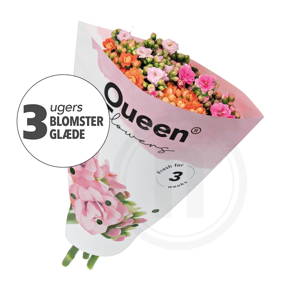 Queen Buket 6 Stilke