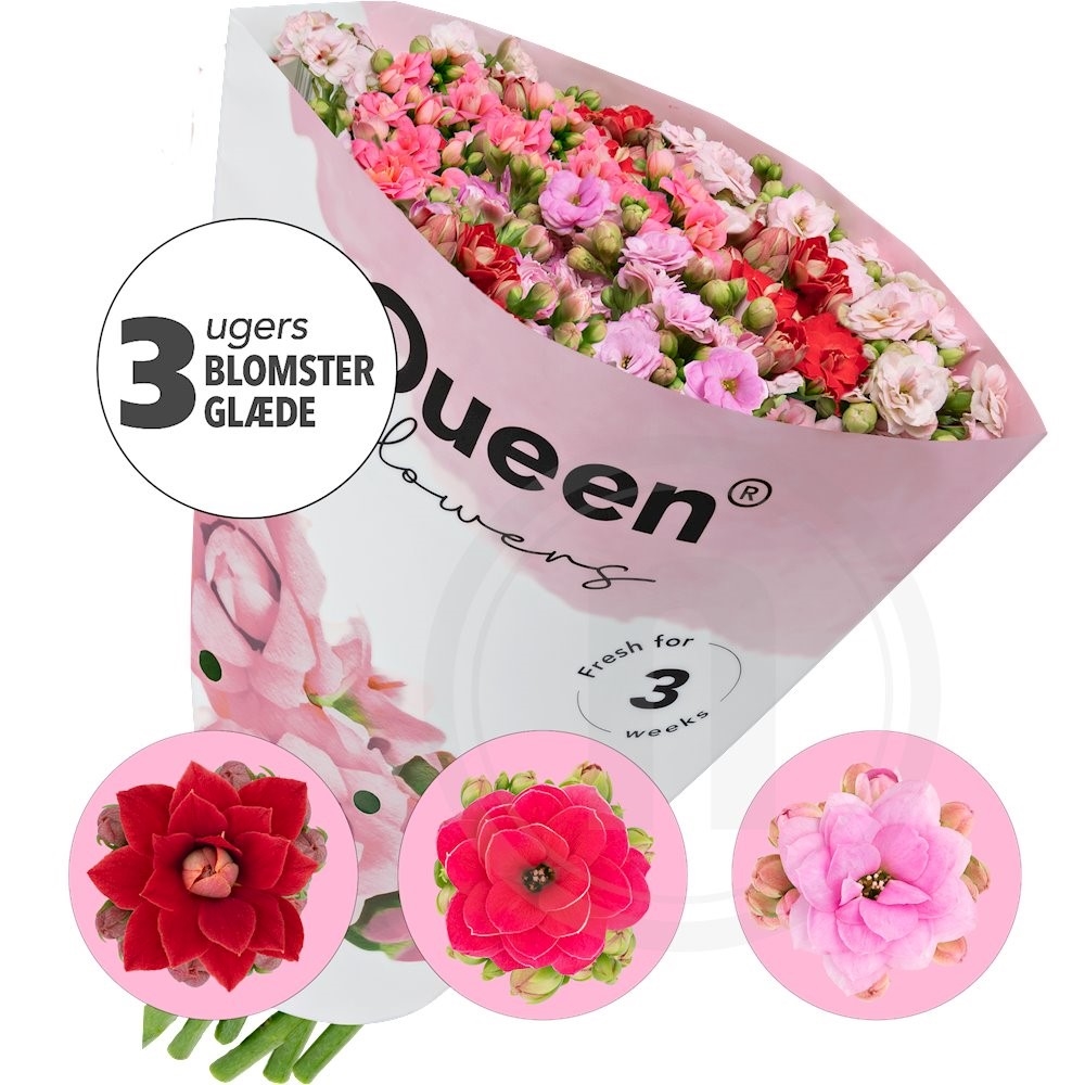 Queen buket 6 stilke