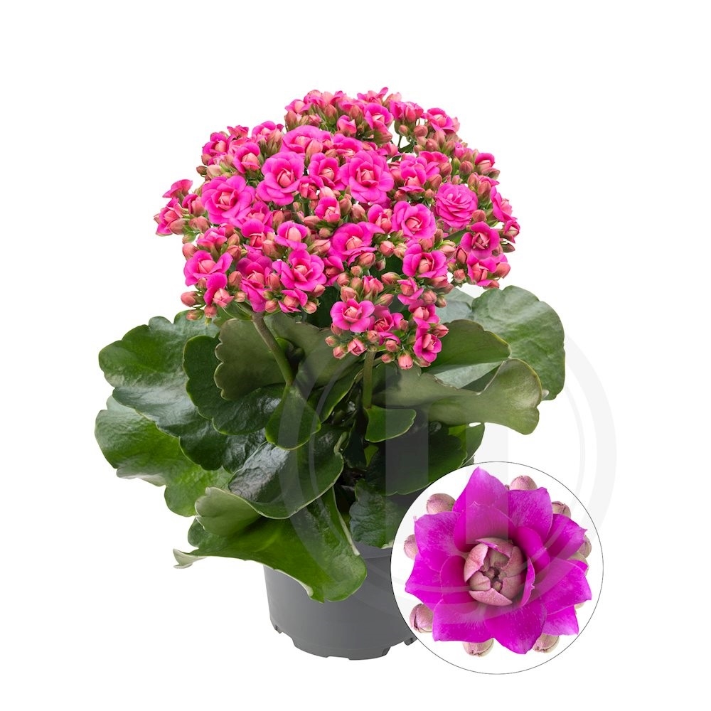 Queen Kalanchoe Augusta 10,5 cm