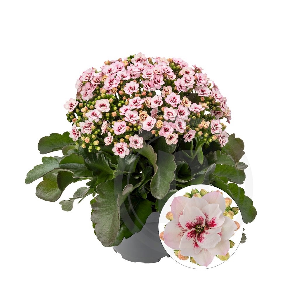 Queen Kalanchoe Honor