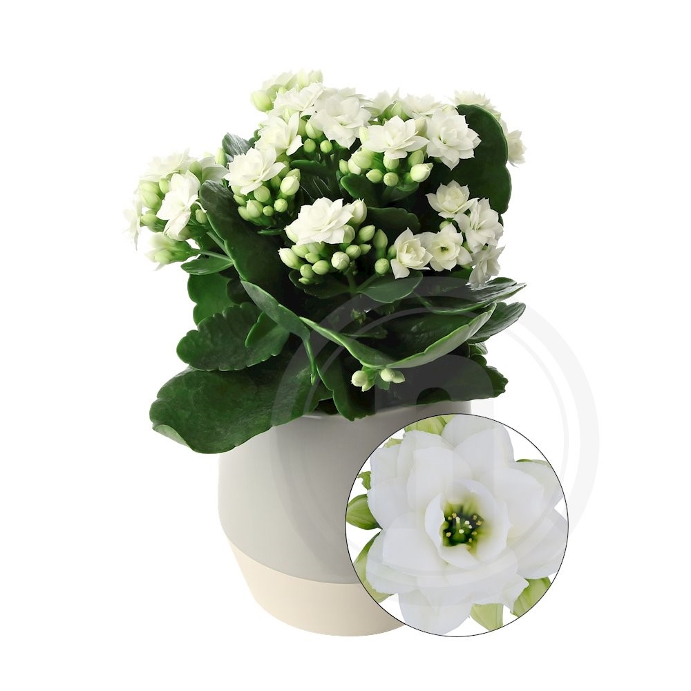 Queen Kalanchoe hvid 10,5 cm .