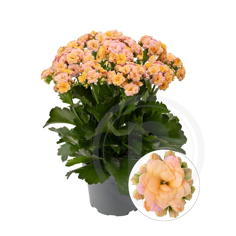 Queen Kalanchoe Lorelai