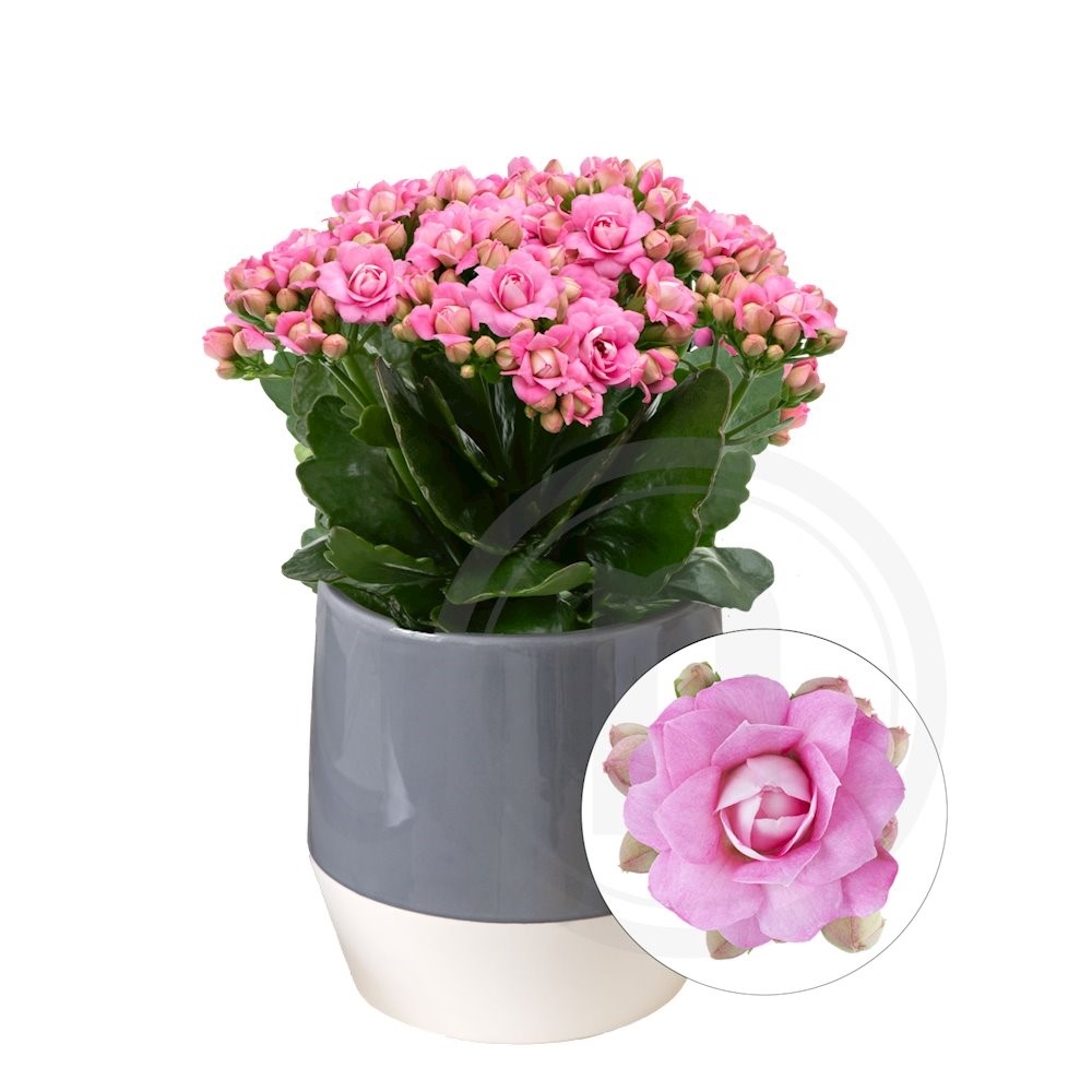 Queen® Kalanchoe lyserød .