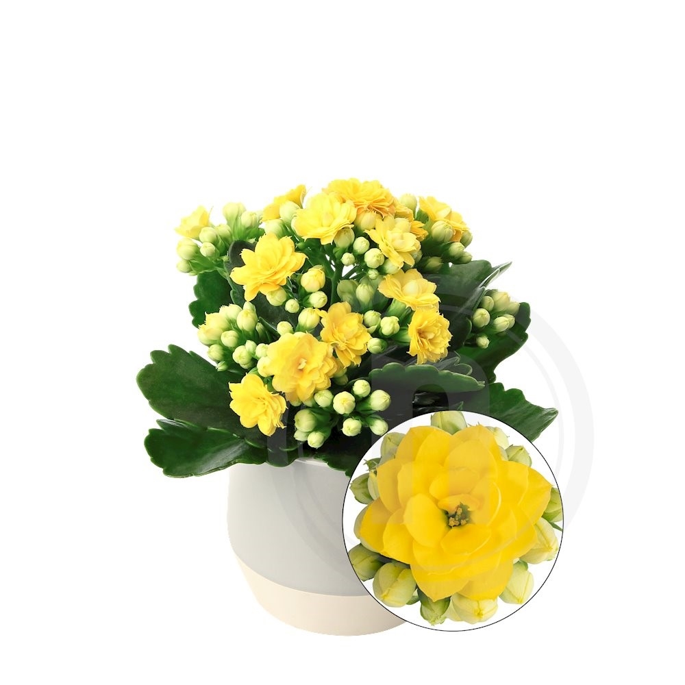 Queen Kalanchoe Gul Mini 1 stk