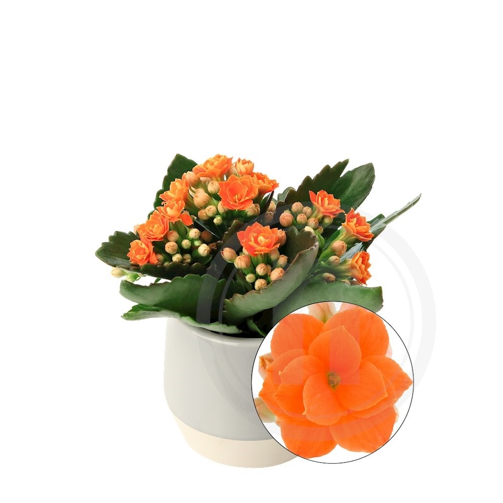 Kalanchoe mini Orange