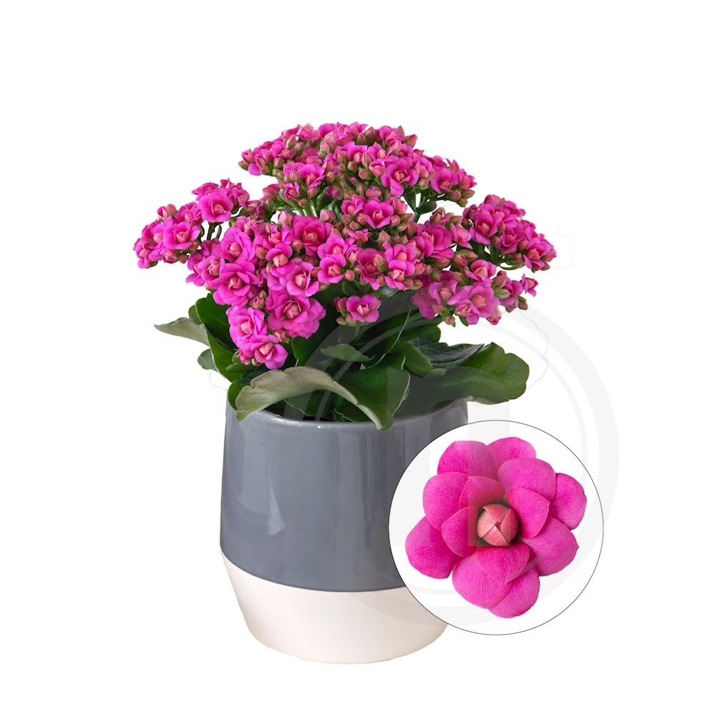 Queen Kalanchoe pink Ø10,5 cm