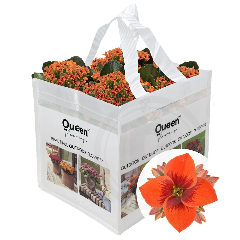 Queen® Outdoor "Kinley"