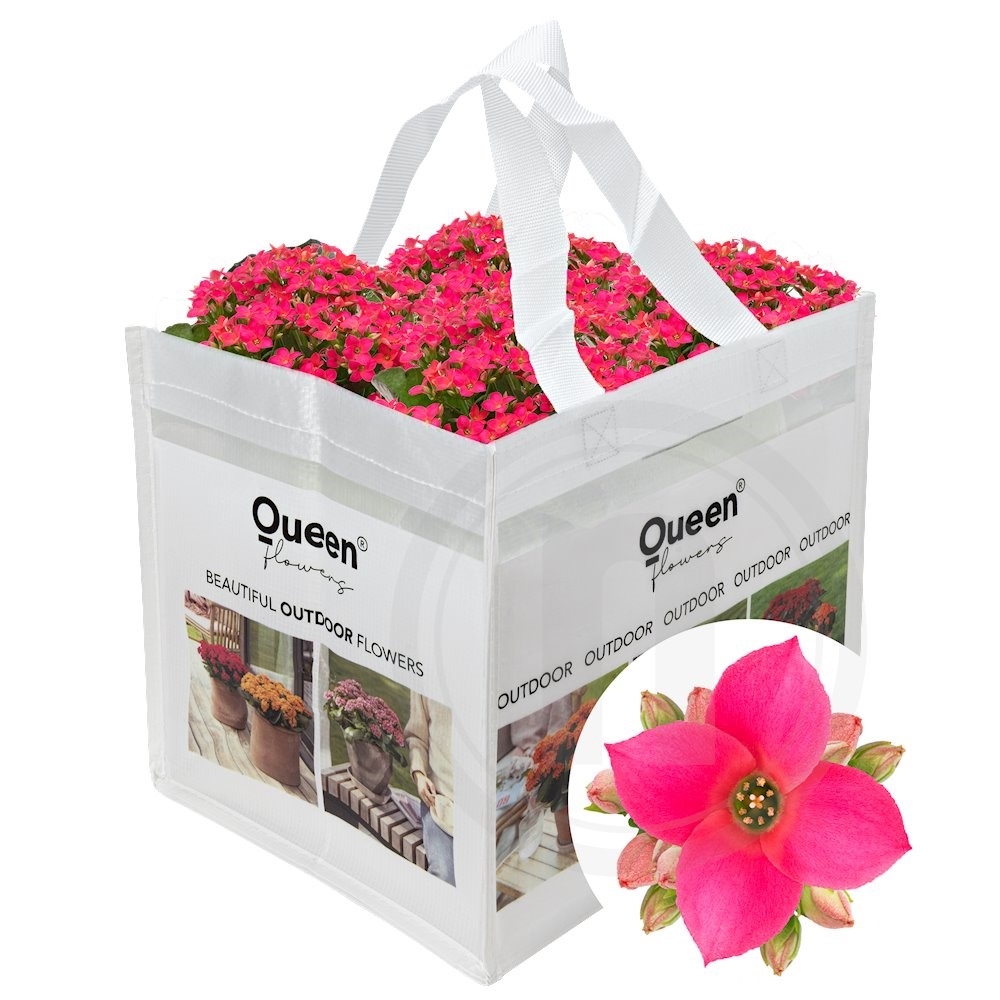 Queen Outdoor Melody