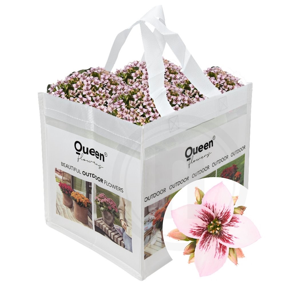 Queen Outdoor Philippa