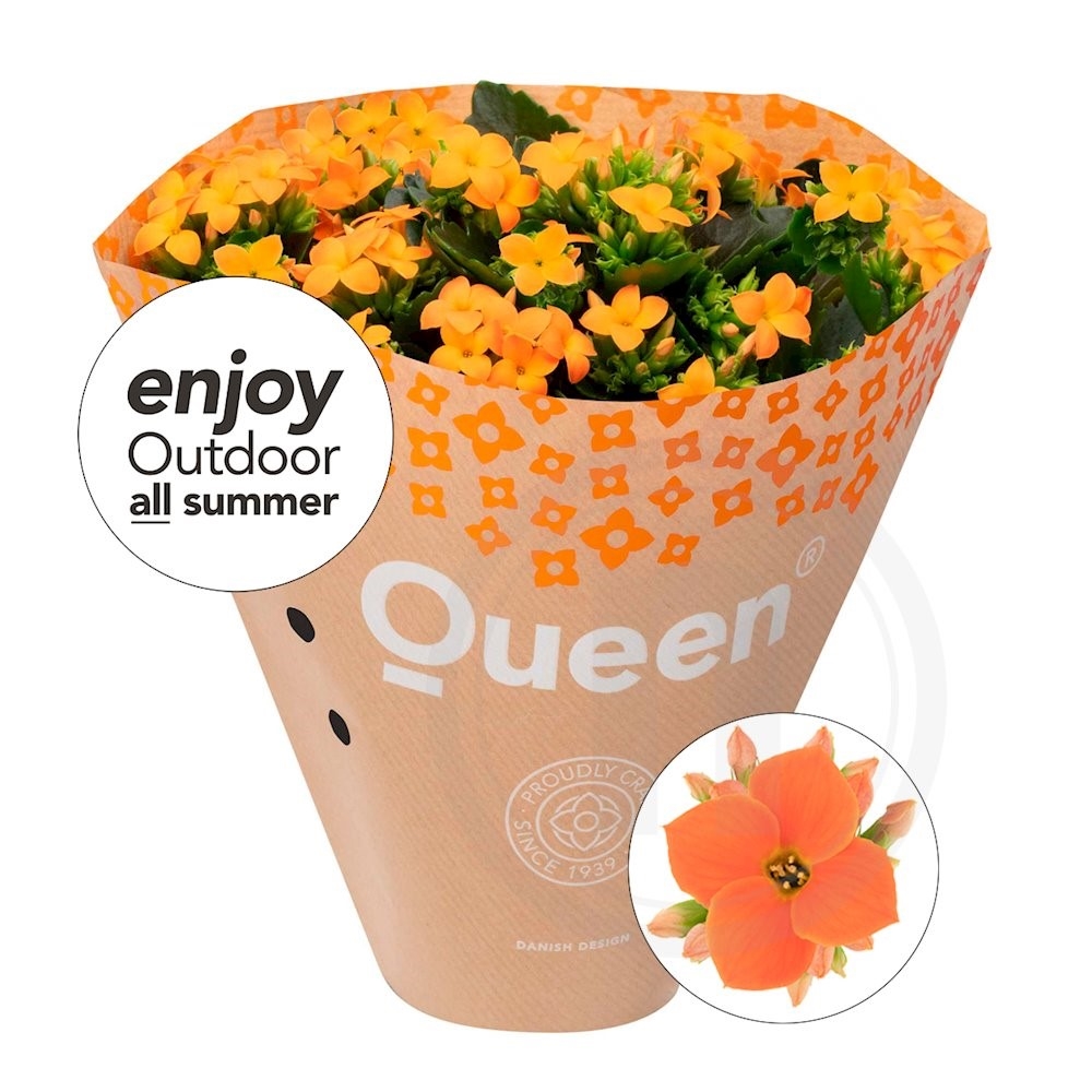 Queen® Outdoor Riley 10,5 cm