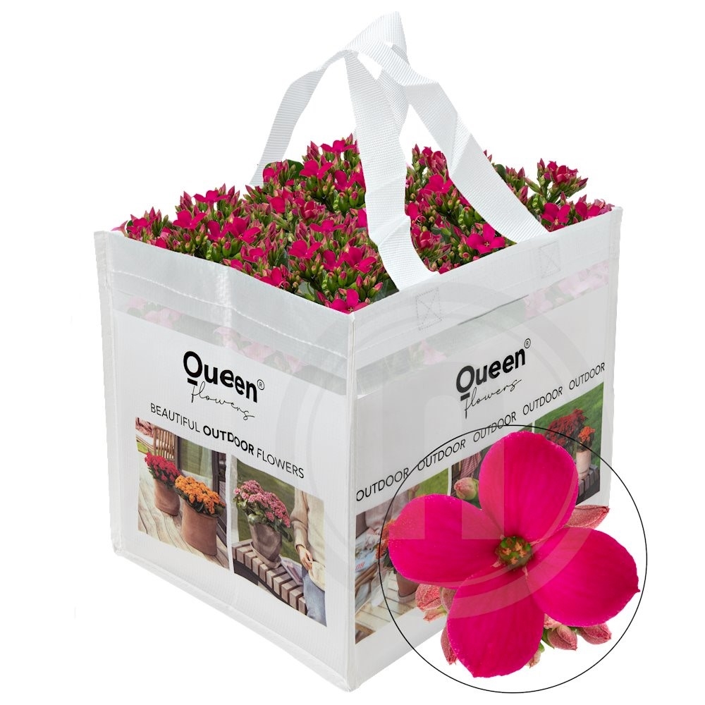 Queen Outdoor Tess