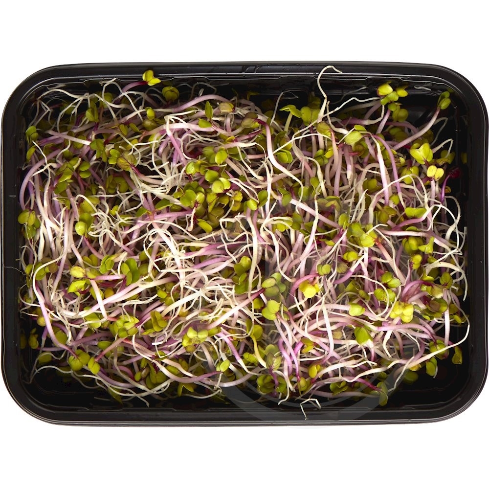 Radisespirer China Rose Økologisk