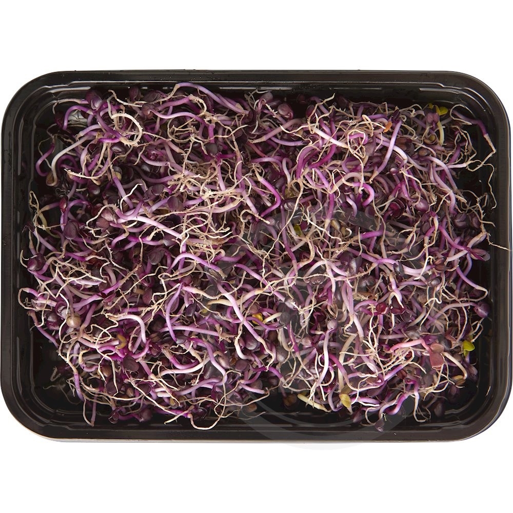 Radisespirer Sango Økologisk