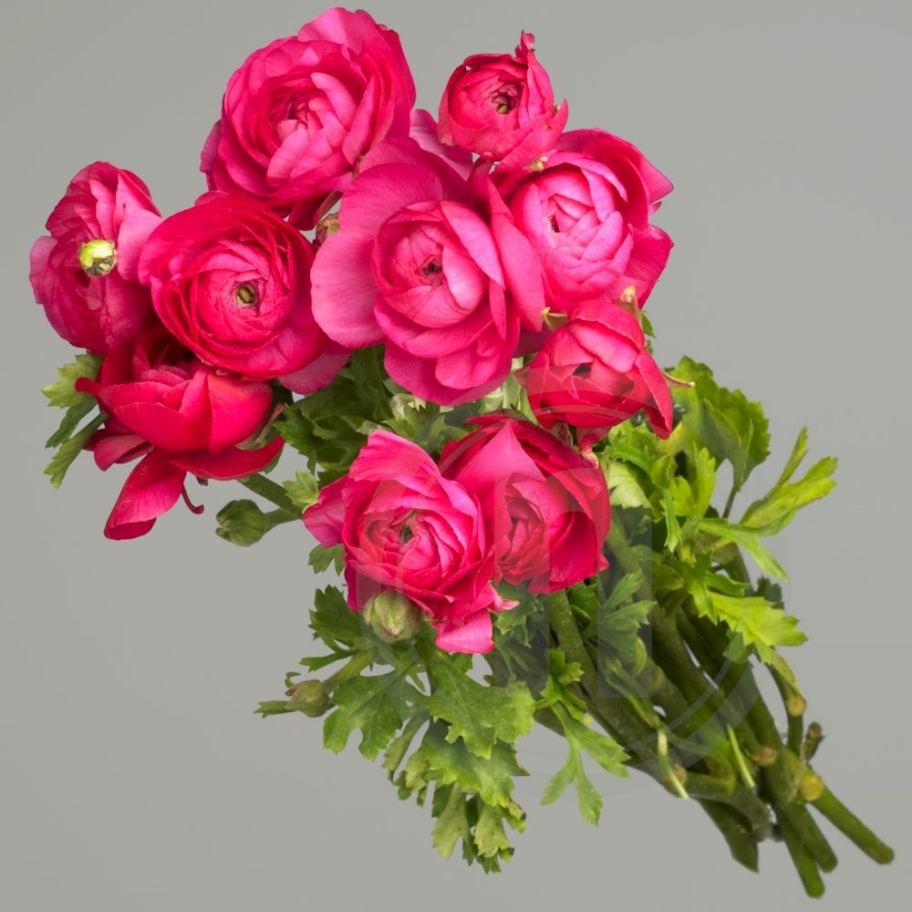 Ranunkler pink 1 bdt 10 stilke