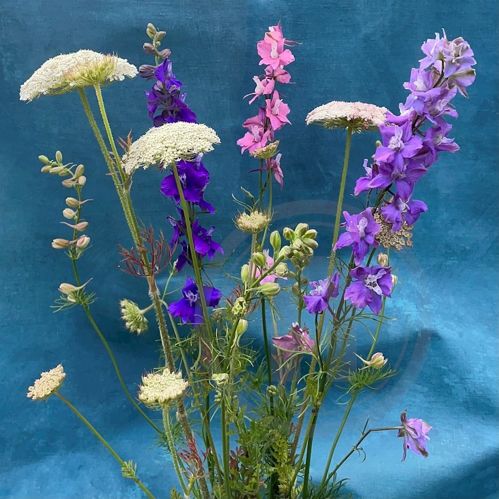 Brede Havekiosk Riddersporer 1 bdt.