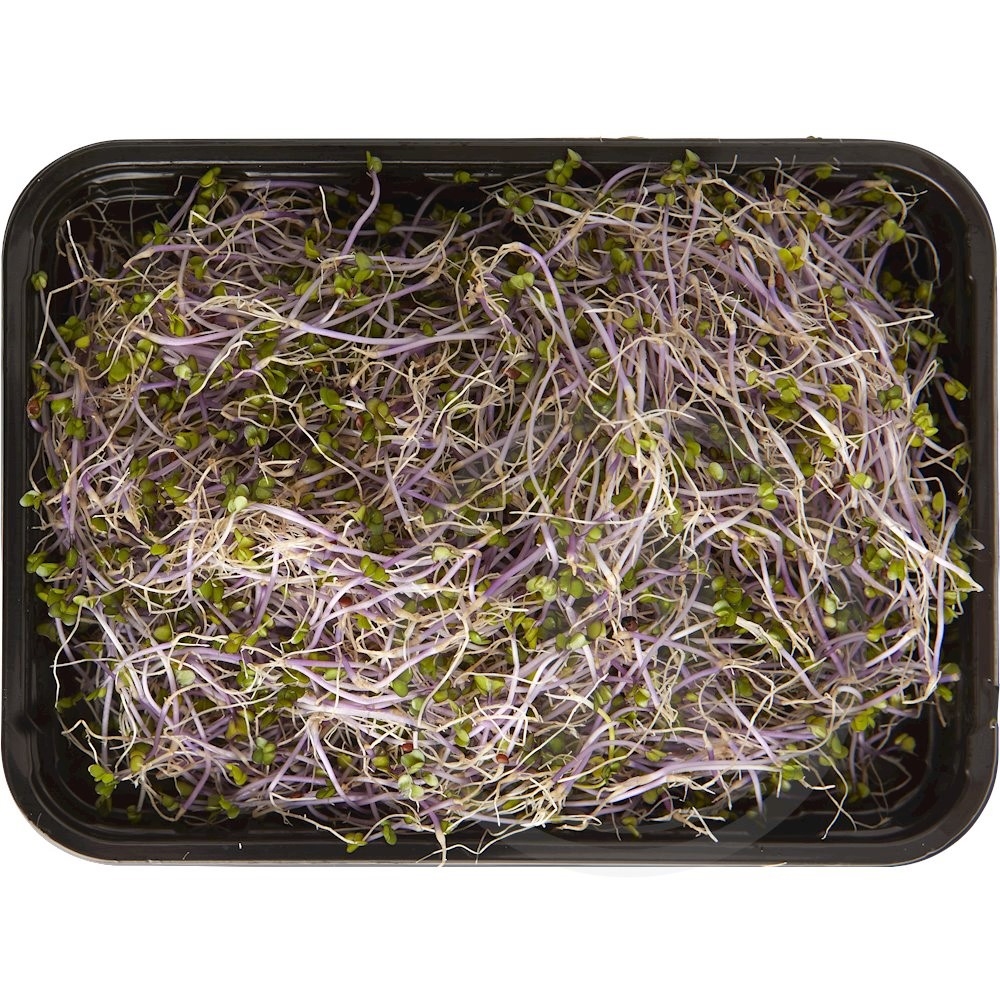 Rødkålsspirer Øko.