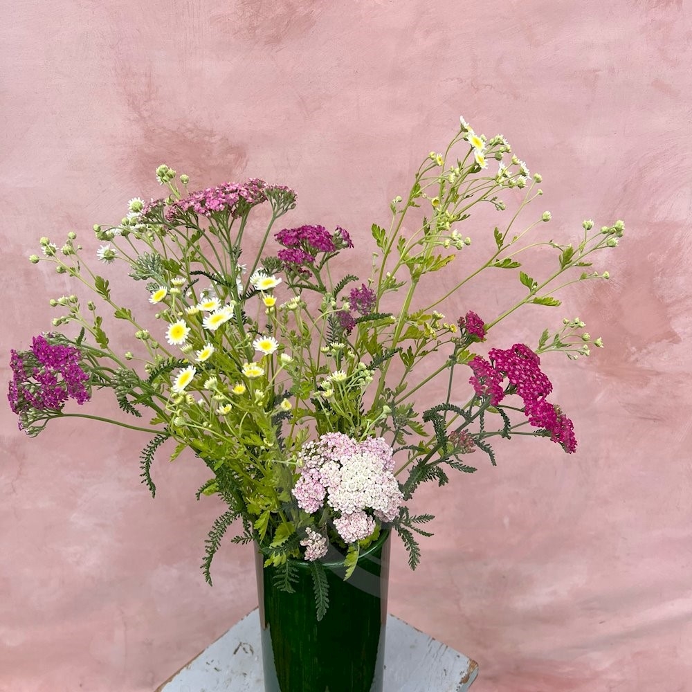 Brede Havekiosk Røllike/Matrem mix Økologisk