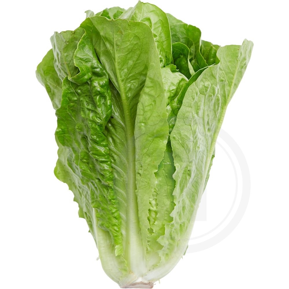 Ø-Grønt Romaine salat økologisk