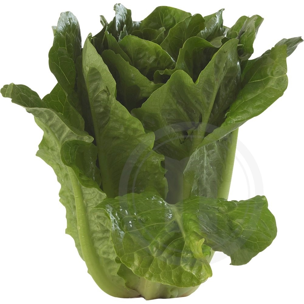 Kiselgården Romaine Salat Økologisk