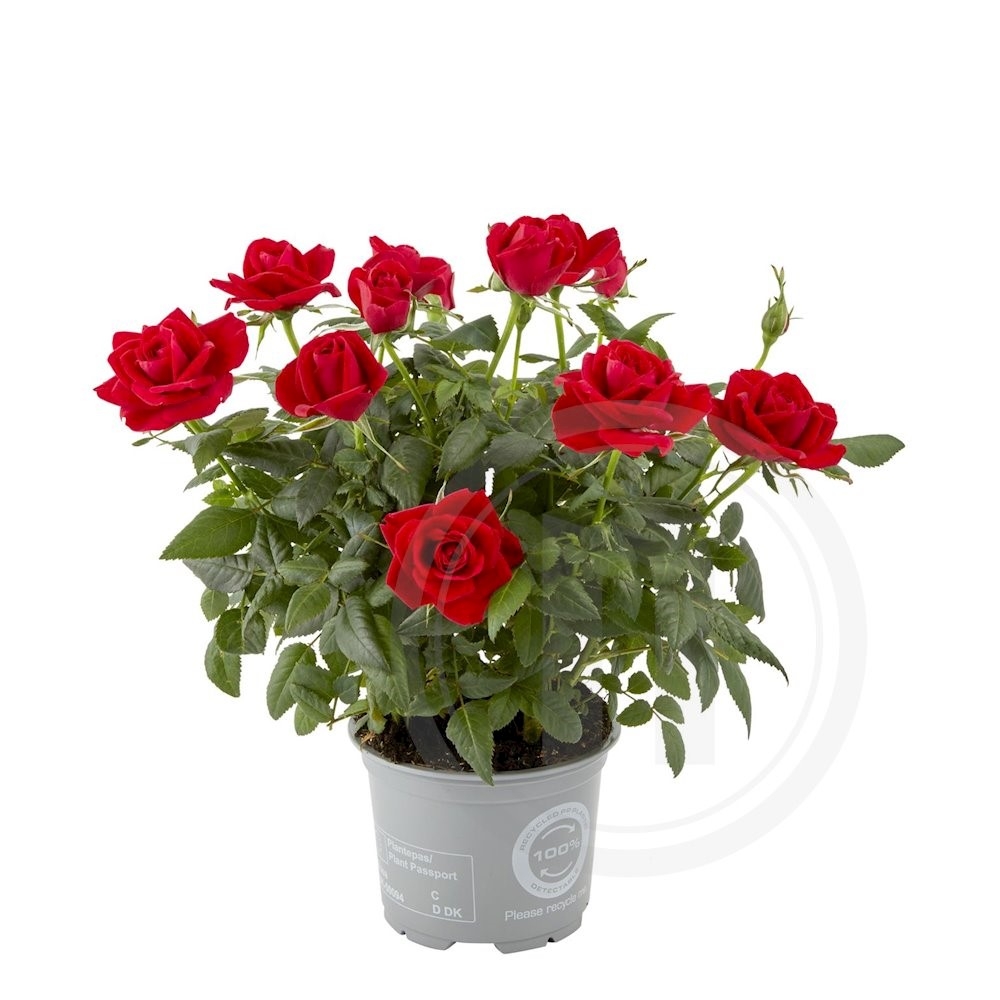 Rose Apache Kordana