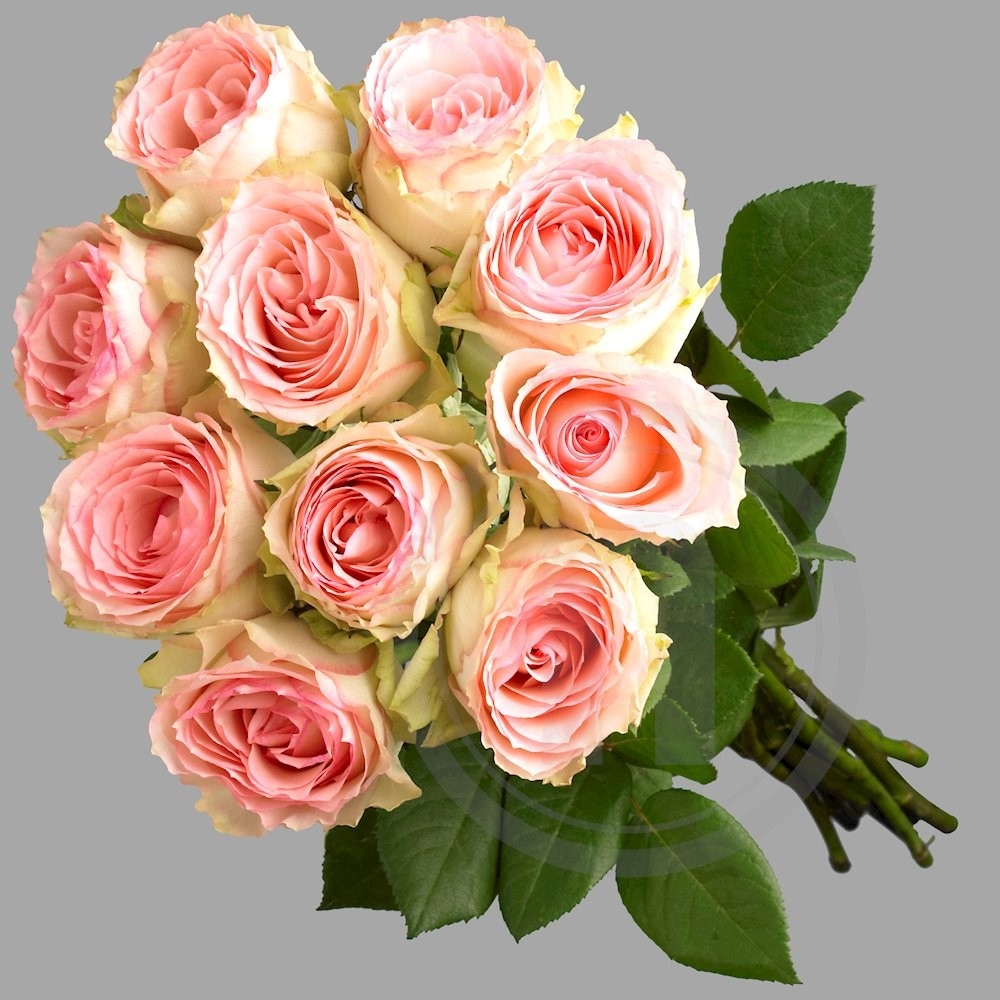 Roser bdt. "Belle rose"