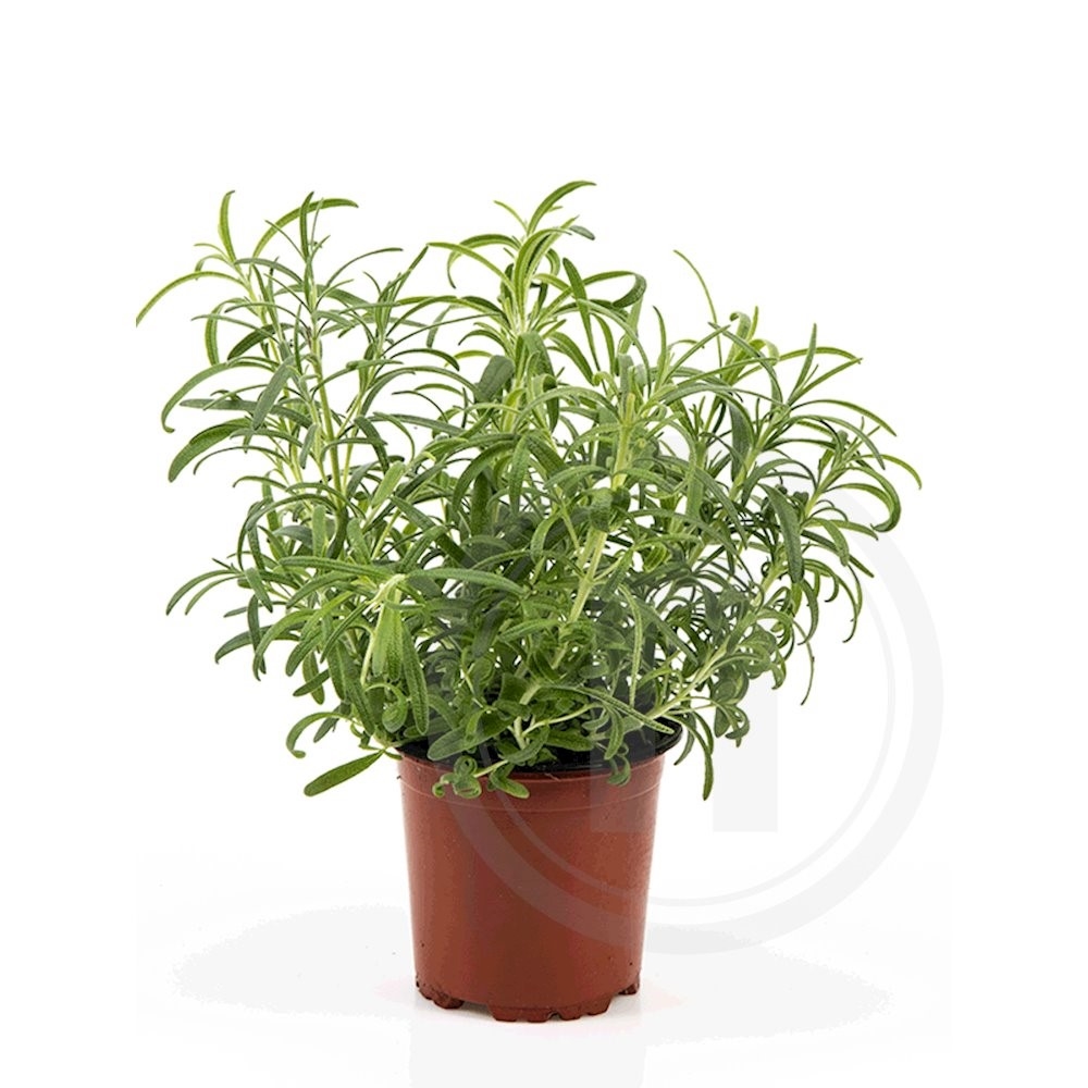 Rosmarin Økologisk .