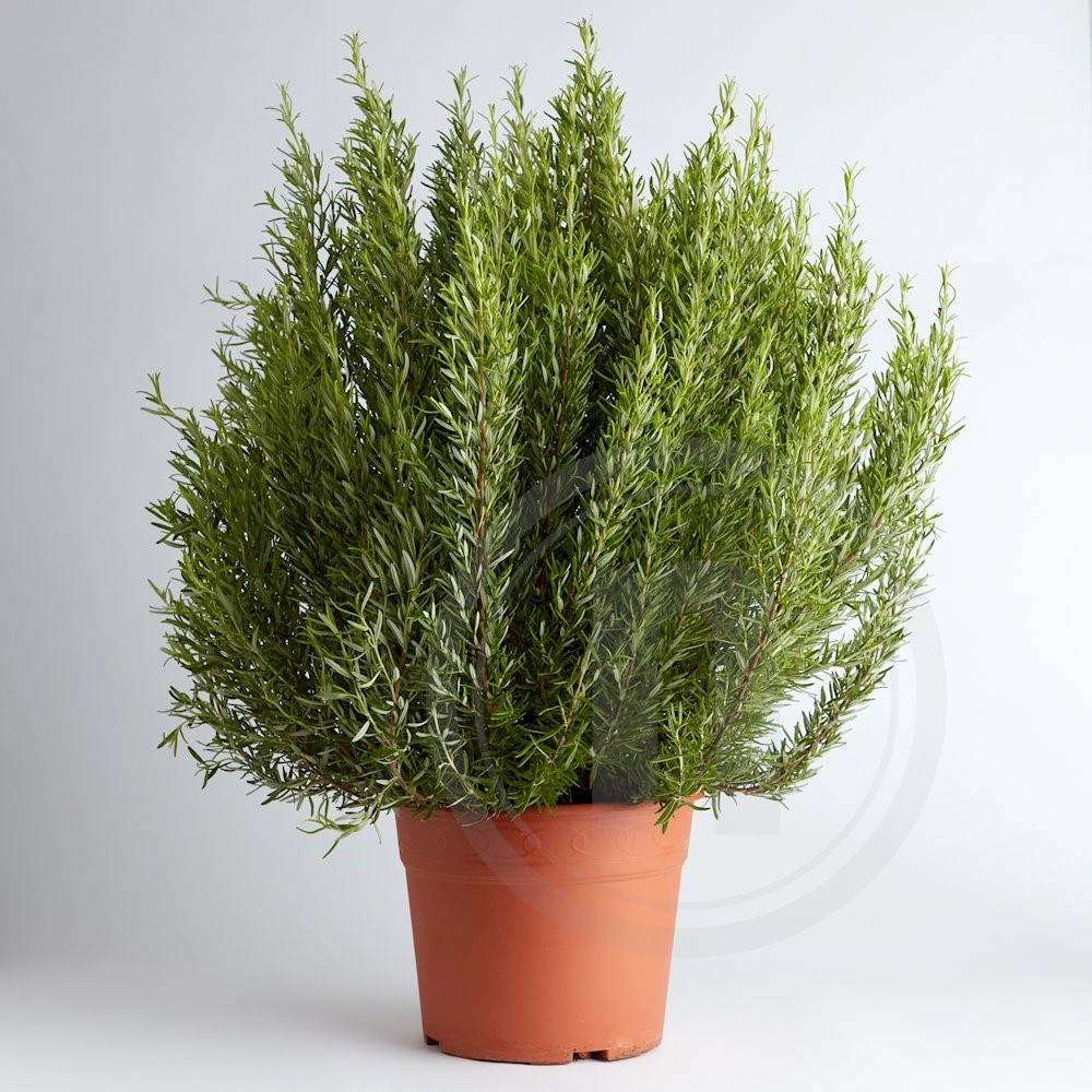 Rosmarin XL