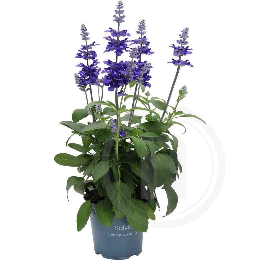 Salvia "Deep Ocean"