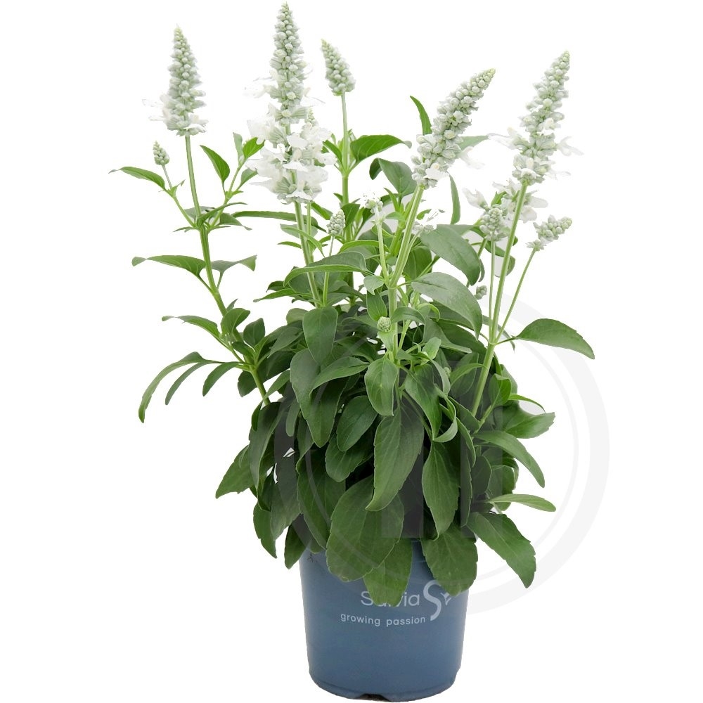 Salvia "Snowwhite"