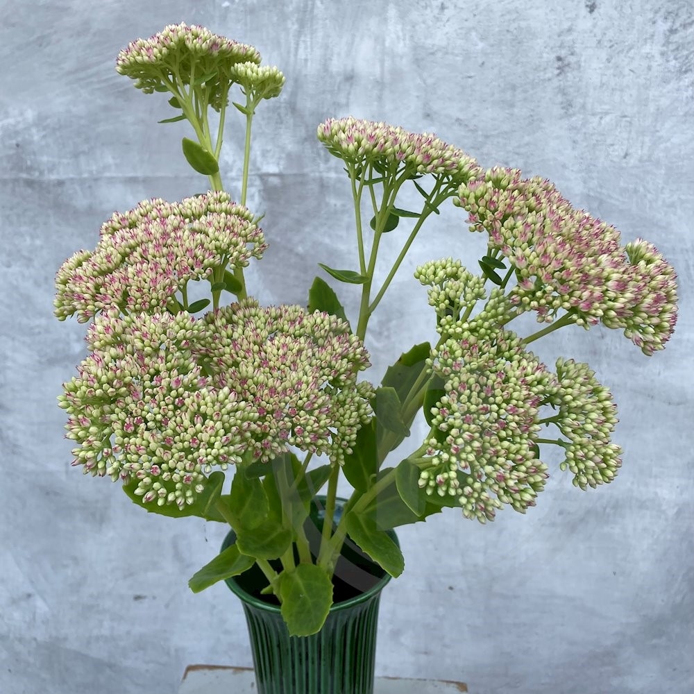 Brede Havekiosk Sankt Hans Urt 1 bdt