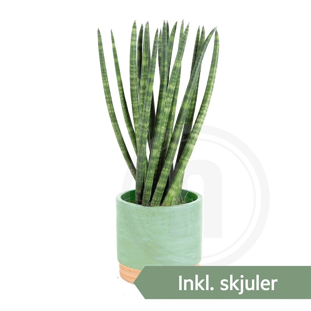 Sansevieria i Woodbase pt.