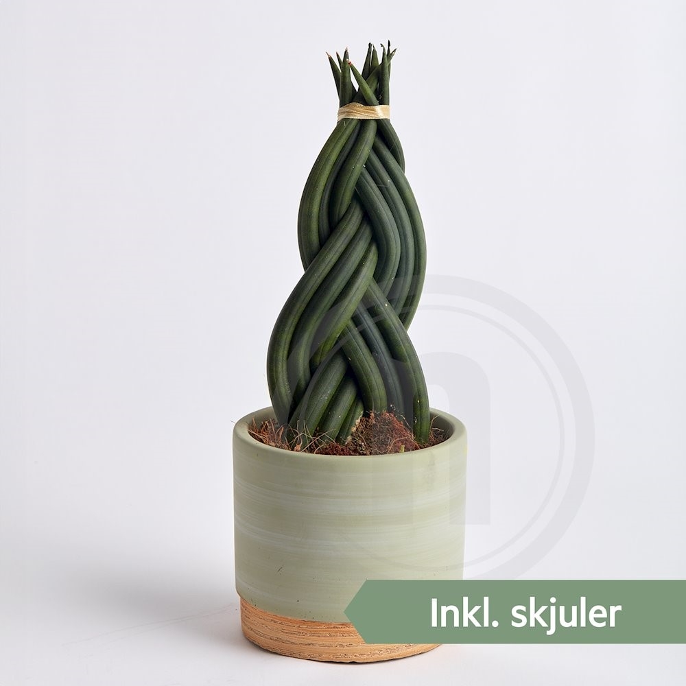 Sansevieria i Woodbase pt.