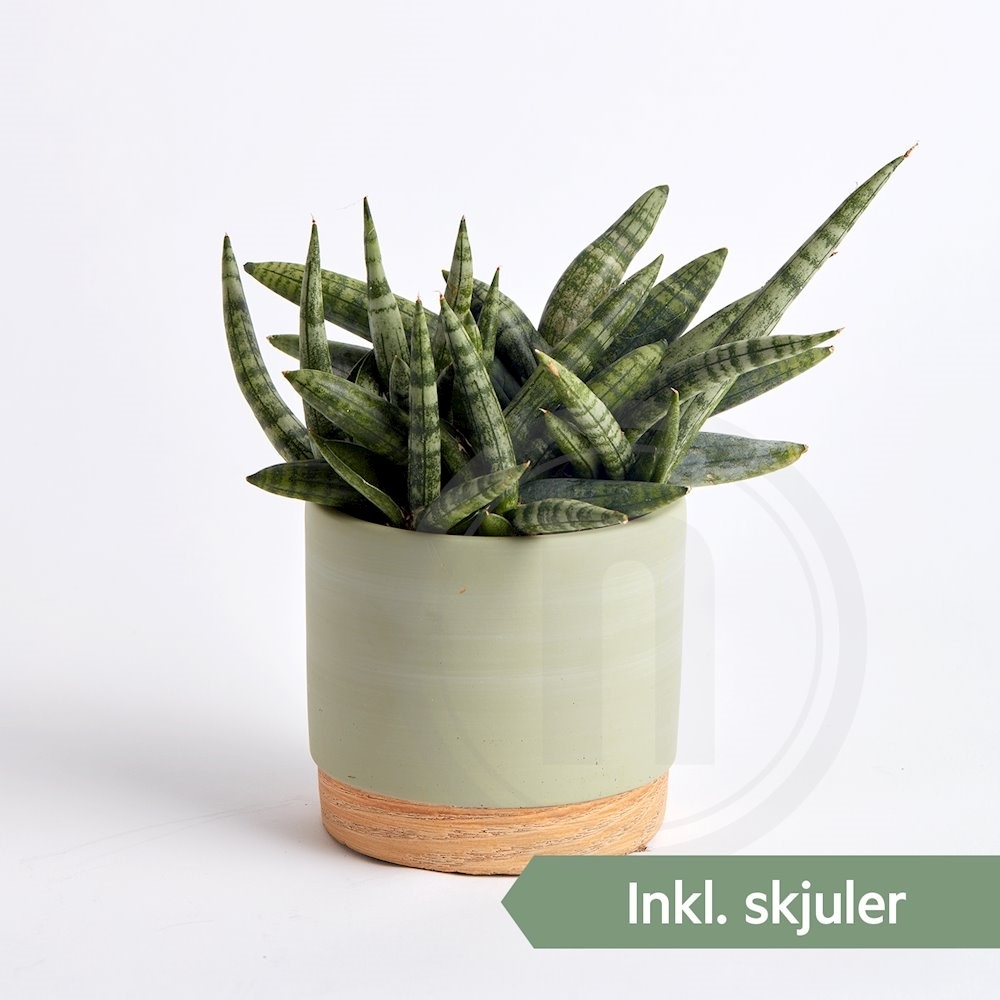 Sansevieria i Woodbase pt.