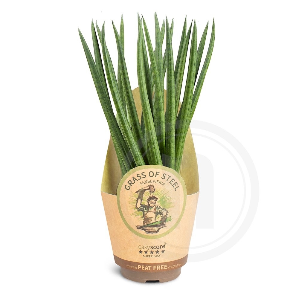 Sansevieria Spaghetti