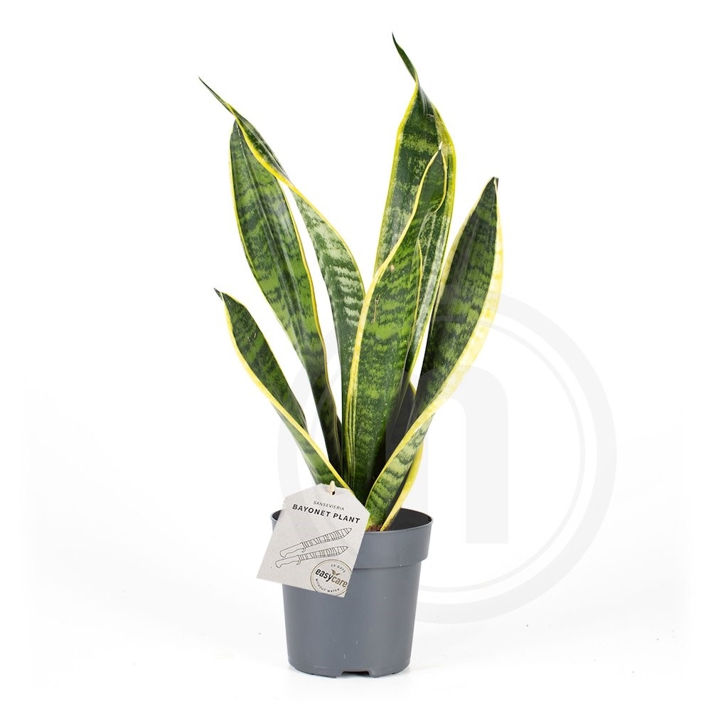 Sansevieria "Superba"