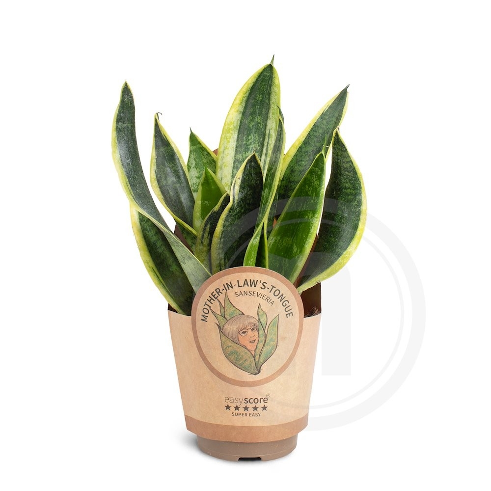 Sansevieria "Superba"