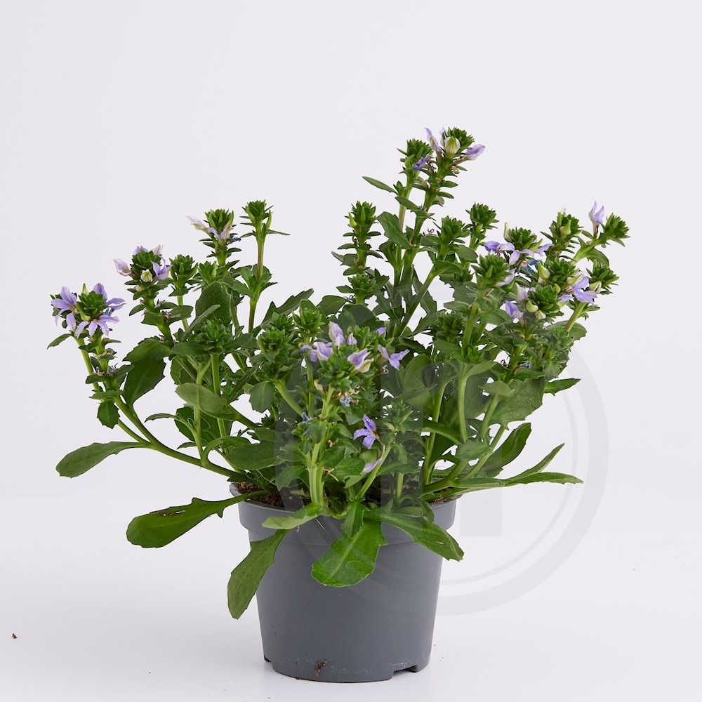 Scaevola Blå